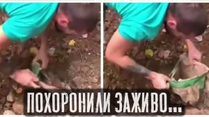 Кошку пытались похоронить заживо… её спасли чудом