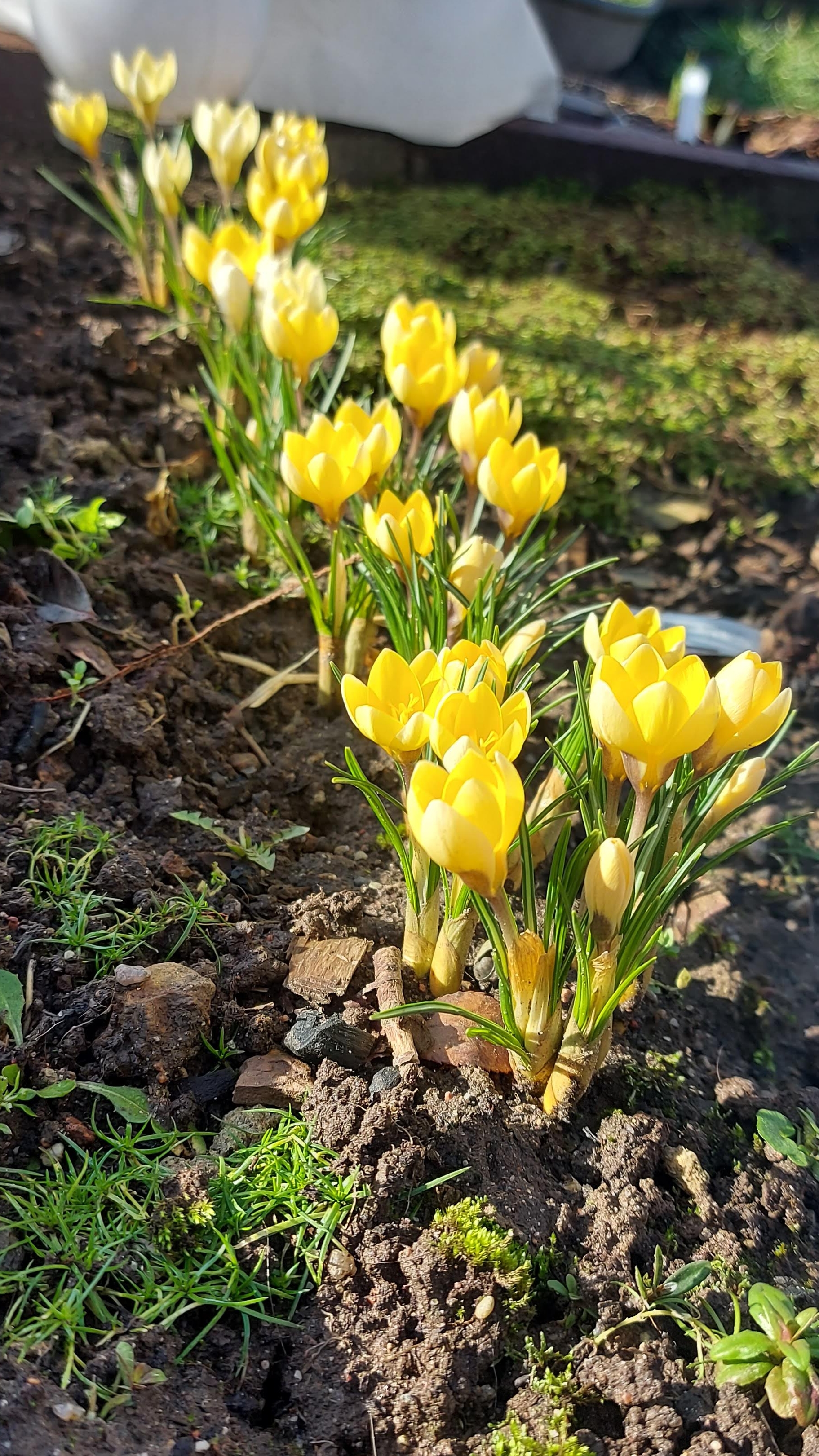 Скоро весна. Ждем🌱🏵🪻 #весенниецветы смотреть онлайн