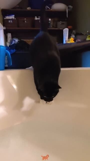 Забавные кошки смотреть онлайн