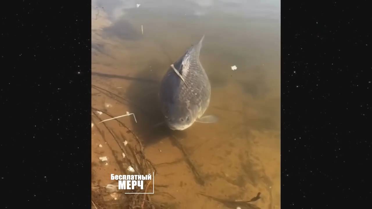 ЭТО БЕЗУМИЕ! Угарная подборка приколов НЕ ПЕЙТЕ ВОДУ ПЕРЕД ПРОСМОТРОМ!Ржака!Лол!Топ Смех Видео №2955