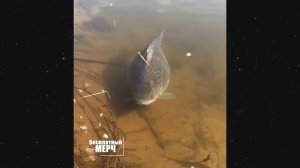 ЭТО БЕЗУМИЕ! Угарная подборка приколов НЕ ПЕЙТЕ ВОДУ ПЕРЕД ПРОСМОТРОМ!Ржака!Лол!Топ Смех Видео №2955