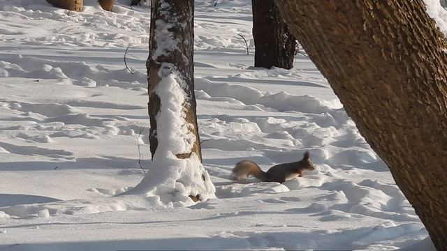 Забавная белка покоряет сугробы! 🐿️ Расслабляющее зимнее видео с белкой в парке.. смотреть онлайн