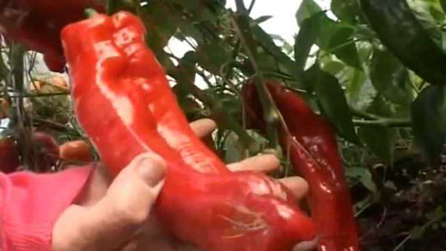 Актуаль СафПлас - Осенний урожай в теплице, покрытой Актуаль смотреть онлайн