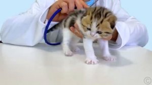 Настя и папа целый день покупают новую одежду для Насти [get.gt]