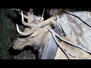 2 года Олень носил покрышку на шее...