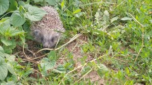 Ежик убегает уже)