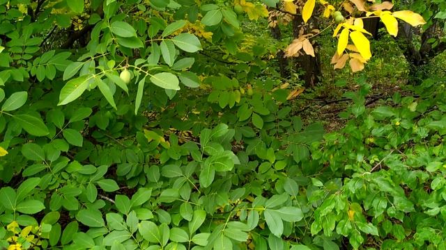 Вот такие грецкие орехи выросли на на даче смотреть онлайн