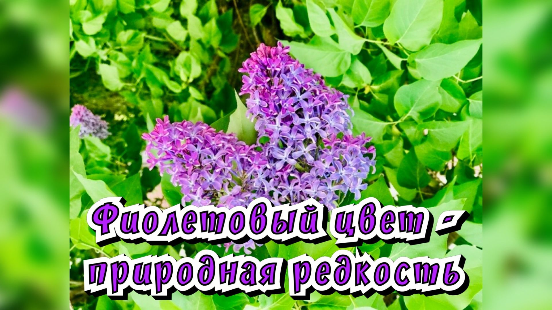 Фиолетовый цвет - природная редкость / Статья в видео / Архив от 08.06.2022 смотреть онлайн