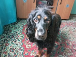 Собачий завтрак 😊👍