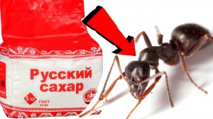 Как избавиться от муравьёв За 3 Секунды..!!...!!...!!.