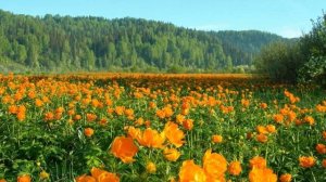 С утренним лучом солнца. Шуберт .Серенада#медитация #релаксация