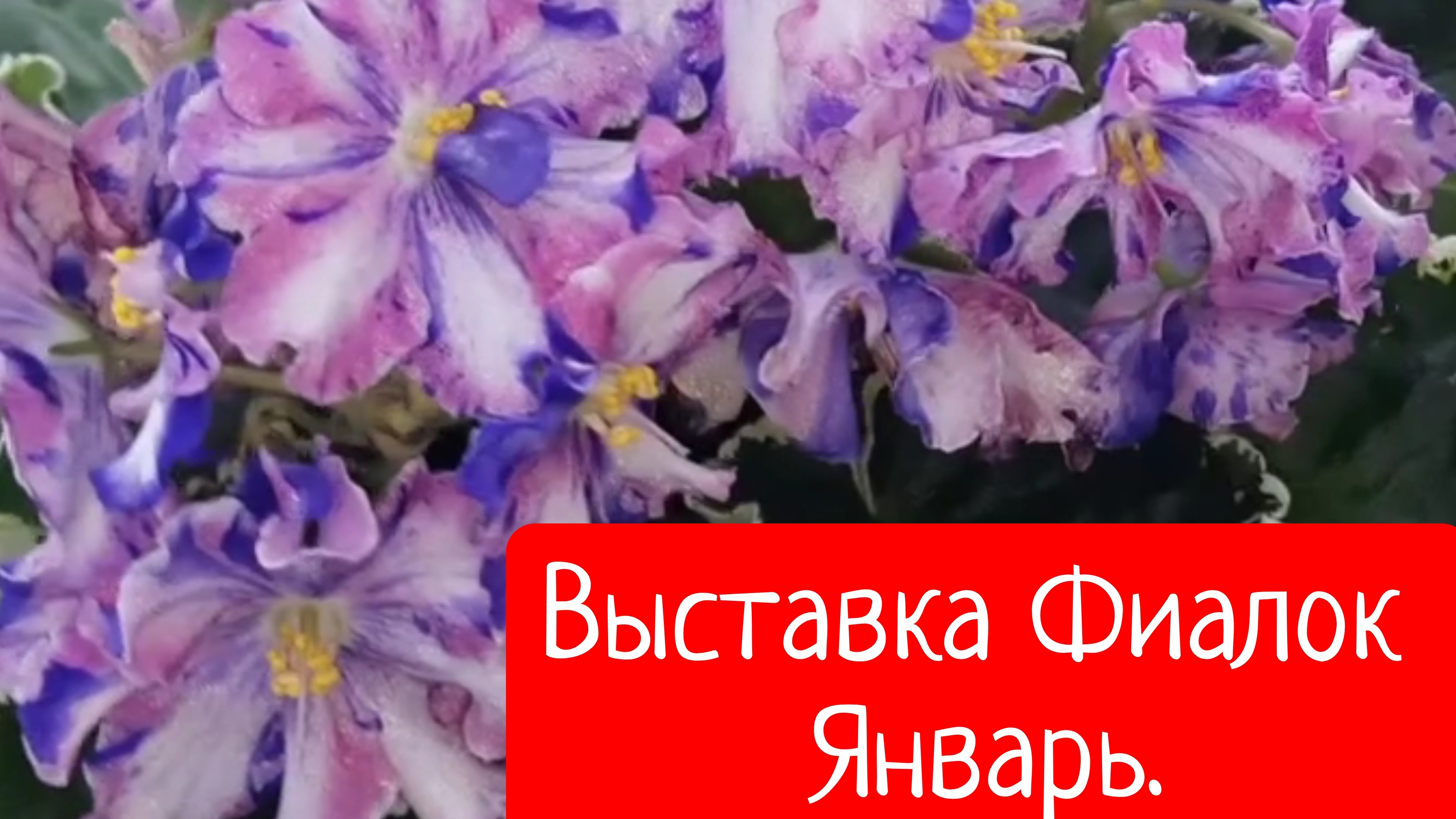 Выставка Фиалок, Январь 2026 смотреть онлайн