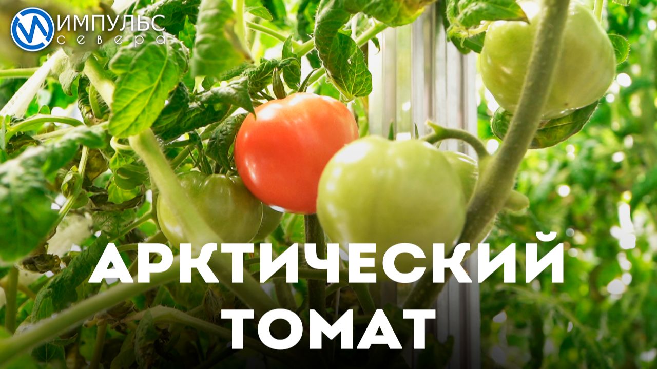 Юные биологи вырастили в «Лаборатории» первый урожай помидоров смотреть онлайн