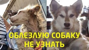 Бедная облезлая собака не подпускала к себе тихо скуля в уголу...