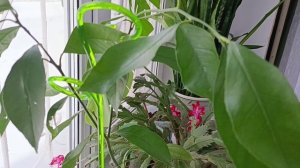 Лимон Павловский. Основные характеристики Павловского лимона и его отличие от других сортов