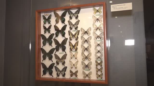 Ночные бабочки Подмосковья смотреть онлайн