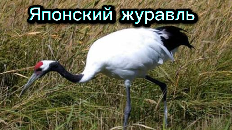 Японский журавль ловит лягушек смотреть онлайн