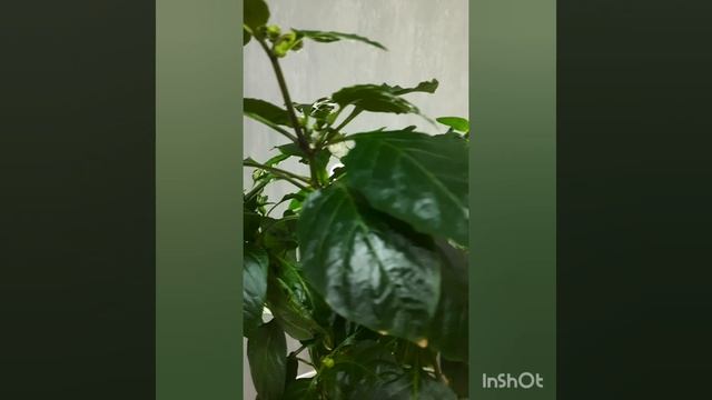 Сладкий перец. С мая растёт на окне, как комнатное растение