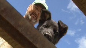 КАК СТАТЬ НАСТОЯЩЕЙ СОБАКОЙ  (о работе служебных собак).