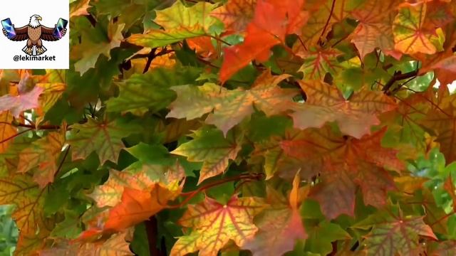 Arcadianca - В поле синем цветы качаются