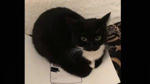 Хакеры роблокса