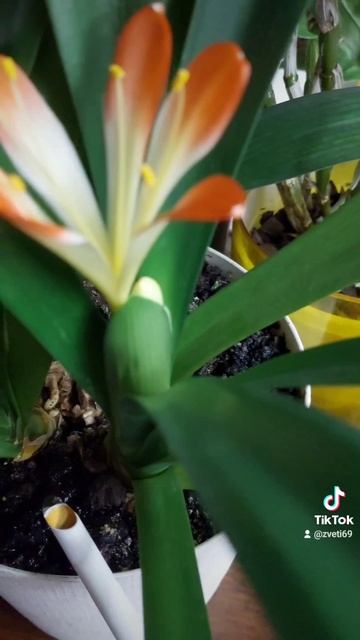 как удленнить цветонос у кливии смотреть онлайн