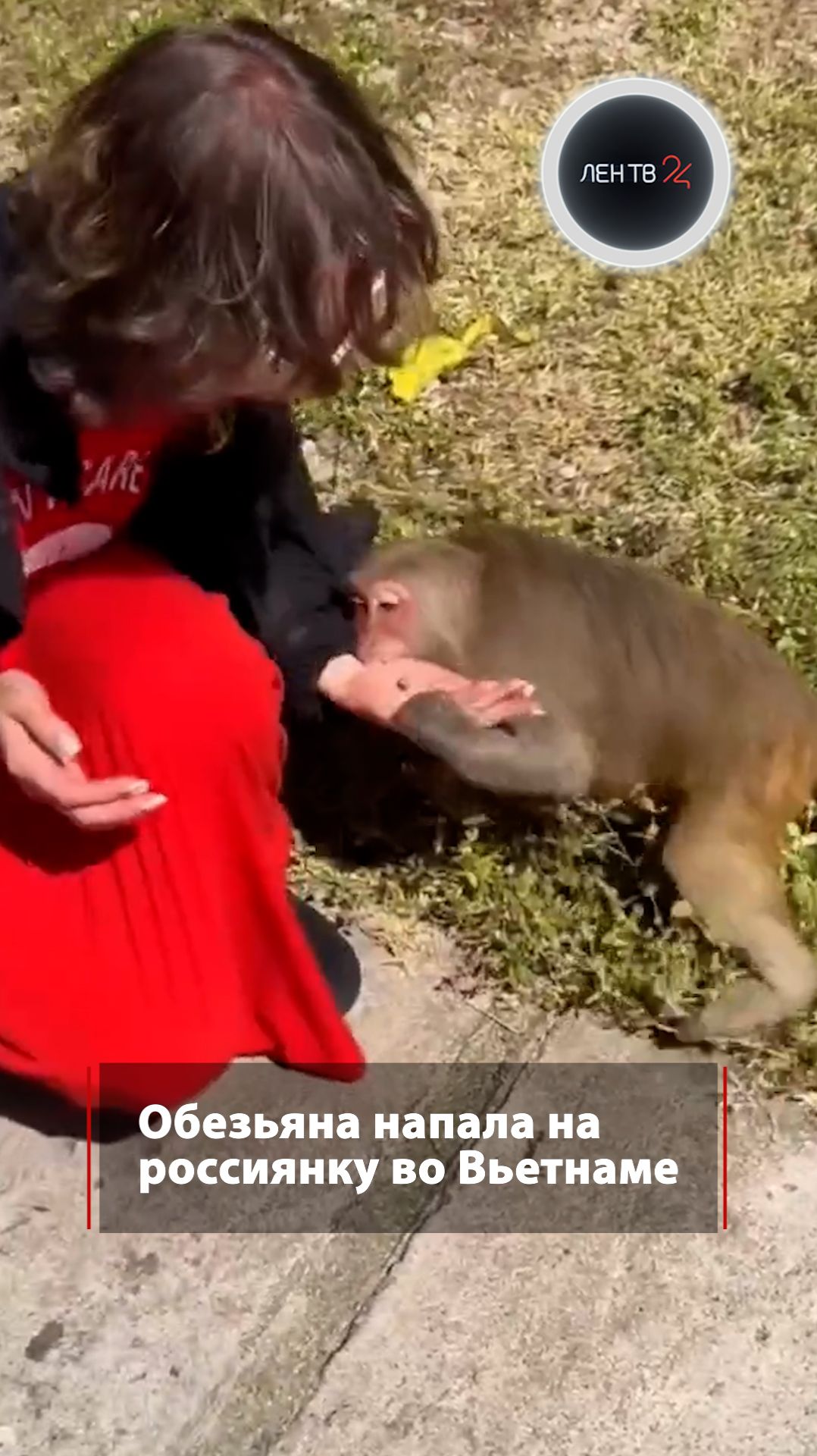 Обезьяна покусала россиянку во Вьетнаме смотреть онлайн