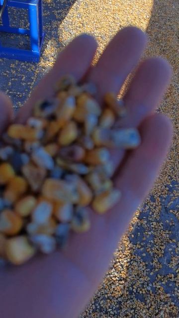 Работа фотосепаратора на кукуризе смотреть онлайн