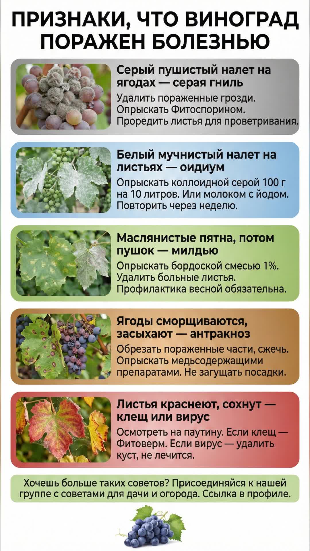 Как защитить виноград от болезней смотреть онлайн