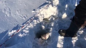 поимка форели