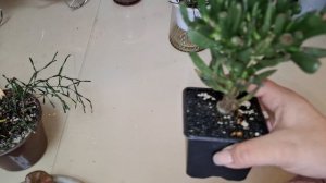 Обзор необычных растений 🌿🌾🌵Кракозябры 30-01-2026