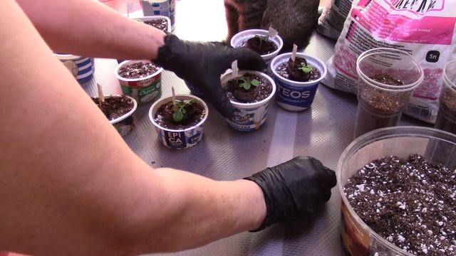 29.01.26 г. Волгоград. Первая пересадка петунии смотреть онлайн