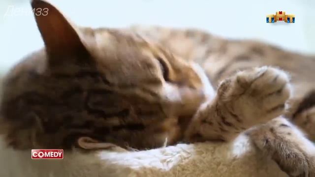 Отрывок - Князь Кормышкин смотреть онлайн