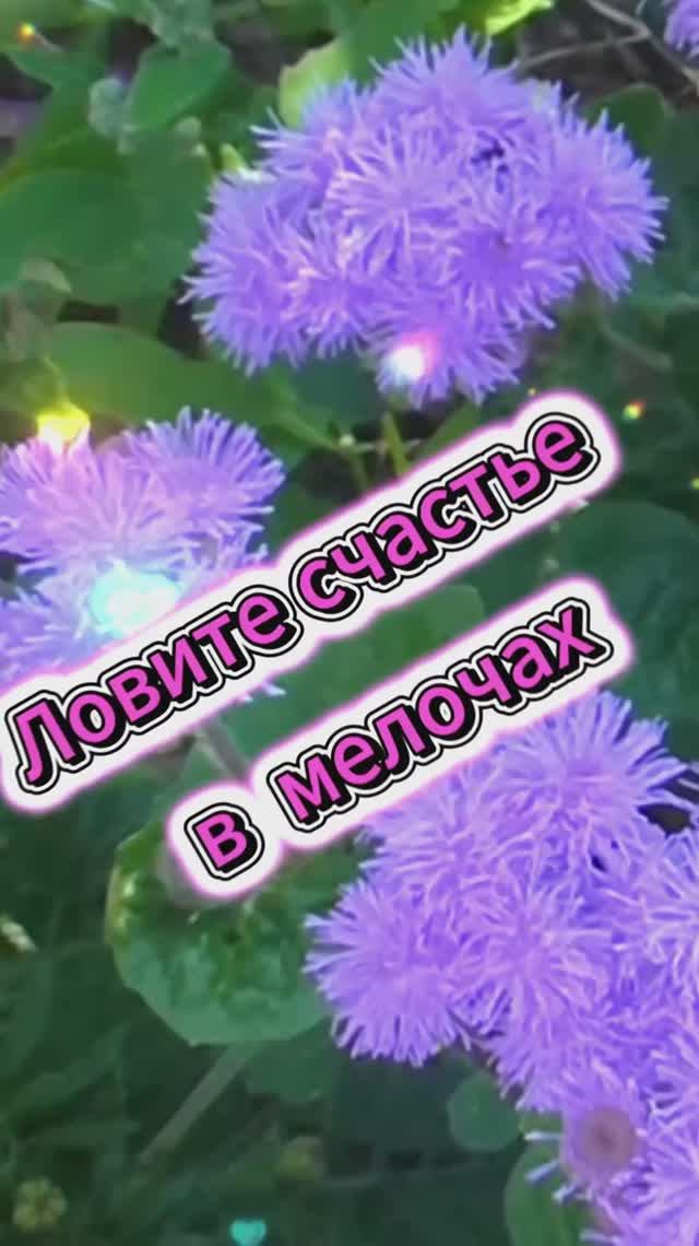 Ловите счастье в мелочах...#Shorts смотреть онлайн