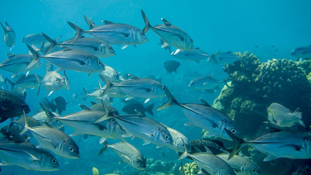 Кефаль, ласточки, помпано.. .со 2 минуты начинают появлятся чёрные караси. смотреть онлайн