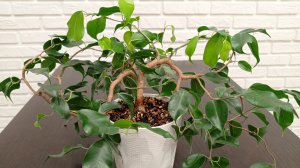 Обрезка фикуса Вианди