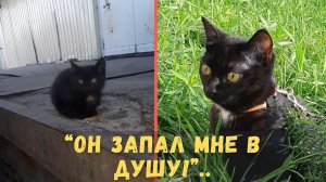 Девушка Поехала за Бездомным Котенком в Другой Город...