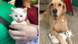 До жути милый котенок очаровал ретривера...