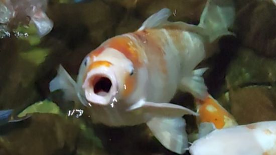 Рыбки-попрошайки смотреть онлайн