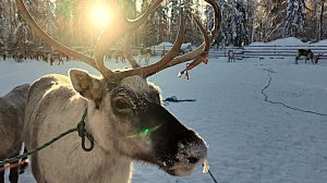 Большая область | 31.01.2026