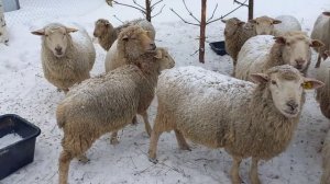 ЯНВАРЬ 2026 В ДОЛГИНИНО