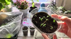 Что взошло на подоконнике а что нет 🌾🌾🌾🌺🌸🍅