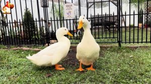 Забавные утки мускусные и пекинские на свободном выгуле со своими друзьями ч.(350) ❣️🤗😂