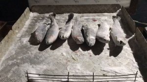 итоговый улов форели