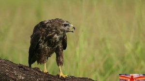 Крыло и коготь