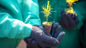 Зелёное сердце Урала: Югра один из лучших регионов по сохранению лесов