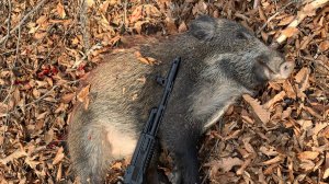 ночная охота