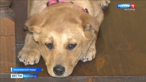 Спасенные из трубы в Томаровке щенки нашли новый дом