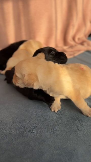 Нашим комочкам исполнилось ровно 2 недели! 🎉 смотреть онлайн