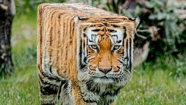 Стрим Minecraft на Reallyworld 24Greif смотреть онлайн